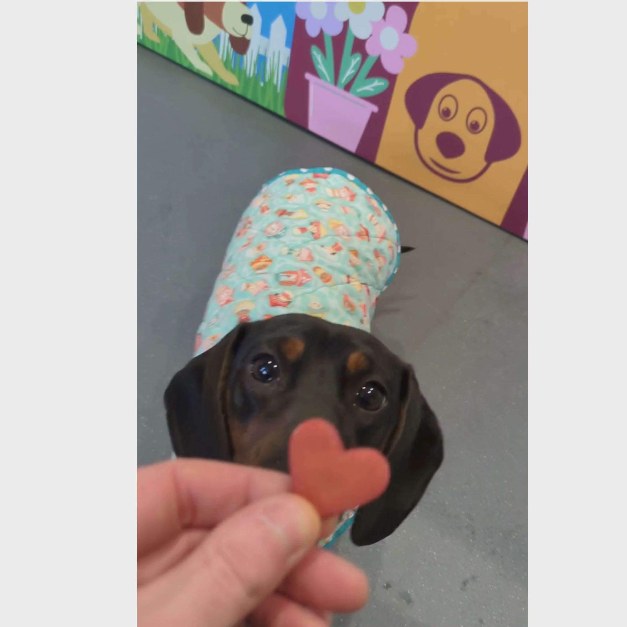 valentines dog treats video with a dog eating 